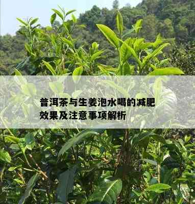 普洱茶与生姜泡水喝的减肥效果及注意事项解析