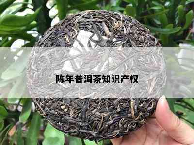 陈年普洱茶知识产权