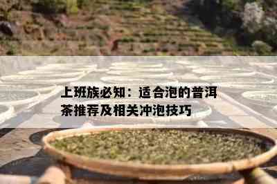 上班族必知：适合泡的普洱茶推荐及相关冲泡技巧