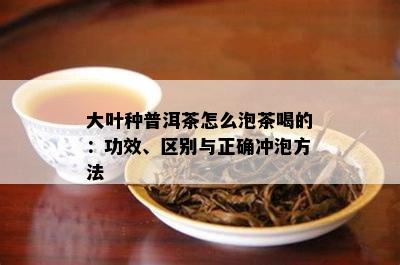 大叶种普洱茶怎么泡茶喝的：功效、区别与正确冲泡方法