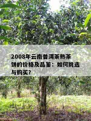 2008年云南普洱茶熟茶饼的价格及品鉴：如何挑选与购买？