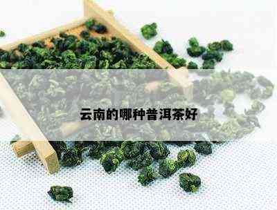 云南的哪种普洱茶好