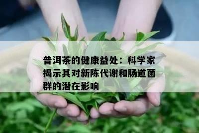 普洱茶的健康益处：科学家揭示其对新陈代谢和肠道菌群的潜在影响