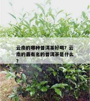 云南的哪种普洱茶好喝？云南的最有名的普洱茶是什么？