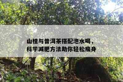 山楂与普洱茶搭配泡水喝，科学减肥方法助你轻松瘦身