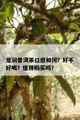 龙润普洱茶口感如何？好不好喝？值得购买吗？