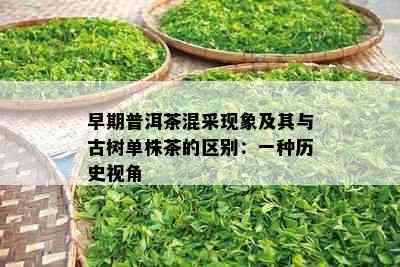 早期普洱茶混采现象及其与古树单株茶的区别：一种历史视角