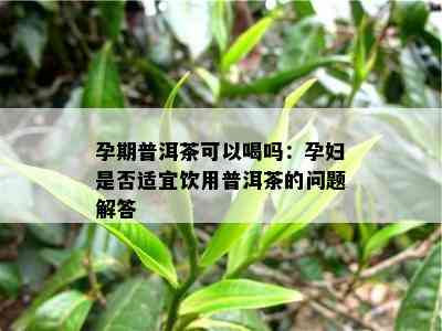 孕期普洱茶可以喝吗：孕妇是否适宜饮用普洱茶的问题解答