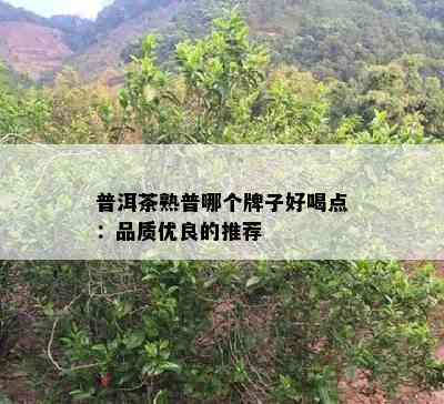 普洱茶熟普哪个牌子好喝点：品质优良的推荐