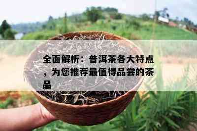 全面解析：普洱茶各大特点，为您推荐最值得品尝的茶品