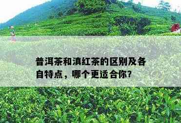 普洱茶和滇红茶的区别及各自特点，哪个更适合你？