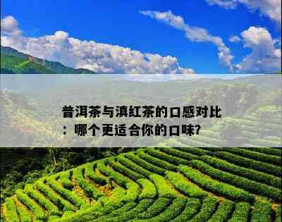 普洱茶与滇红茶的口感对比：哪个更适合你的口味？