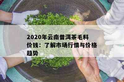 2020年云南普洱茶毛料价钱：了解市场行情与价格趋势