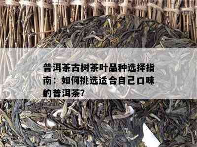 普洱茶古树茶叶品种选择指南：如何挑选适合自己口味的普洱茶？