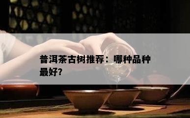 普洱茶古树推荐：哪种品种更好？