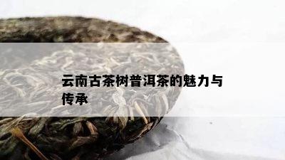 云南古茶树普洱茶的魅力与传承