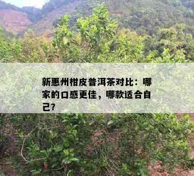 新惠州柑皮普洱茶对比：哪家的口感更佳，哪款适合自己？