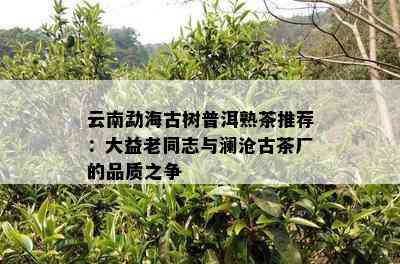 云南勐海古树普洱熟茶推荐：大益老同志与澜沧古茶厂的品质之争