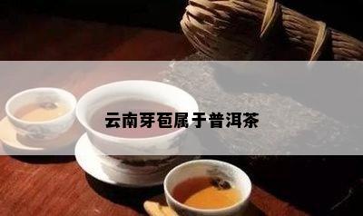 云南芽苞属于普洱茶