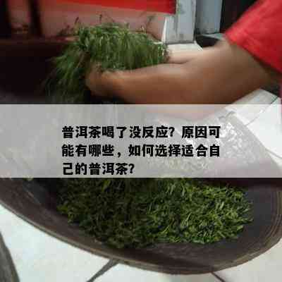 普洱茶喝了没反应？原因可能有哪些，如何选择适合自己的普洱茶？