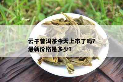 云子普洱茶今天上市了吗？最新价格是多少？