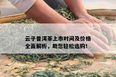 云子普洱茶上市时间及价格全面解析，助您轻松选购！