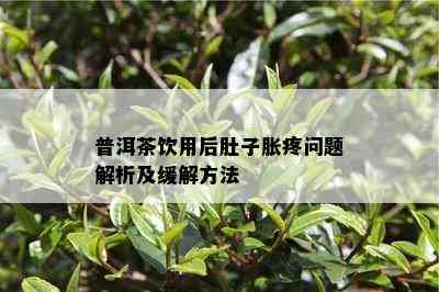 普洱茶饮用后肚子胀疼问题解析及缓解方法