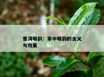 普洱喉韵：茶中喉韵的含义与效果