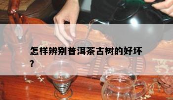 怎样辨别普洱茶古树的好坏？