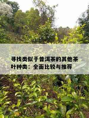 寻找类似于普洱茶的其他茶叶种类：全面比较与推荐