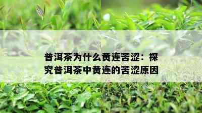 普洱茶为什么黄连苦涩：探究普洱茶中黄连的苦涩原因