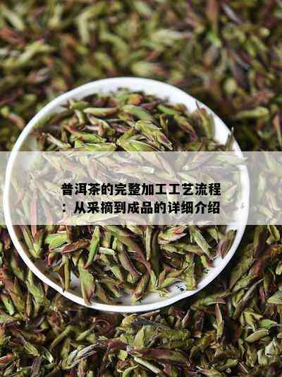 普洱茶的完整加工工艺流程：从采摘到成品的详细介绍