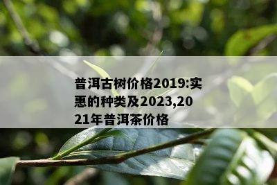 普洱古树价格2019:实惠的种类及2023,2021年普洱茶价格