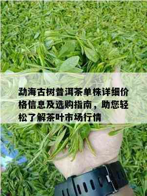 勐海古树普洱茶单株详细价格信息及选购指南，助您轻松了解茶叶市场行情