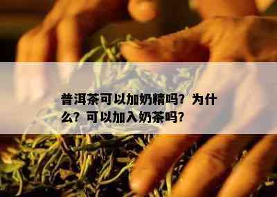 普洱茶可以加奶精吗？为什么？可以加入奶茶吗？