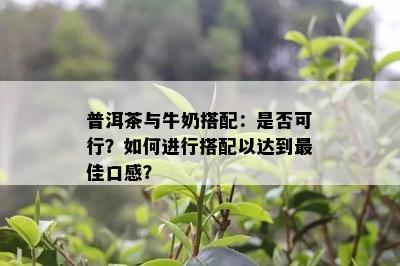 普洱茶与牛奶搭配：是否可行？如何进行搭配以达到更佳口感？