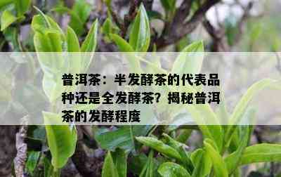 普洱茶：半发酵茶的代表品种还是全发酵茶？揭秘普洱茶的发酵程度