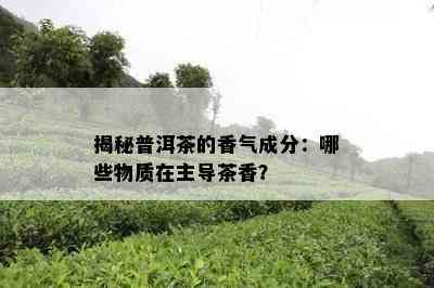 揭秘普洱茶的香气成分：哪些物质在主导茶香？