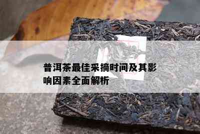 普洱茶更佳采摘时间及其影响因素全面解析