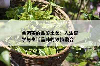 普洱茶的品鉴之美：人生哲学与生活品味的独特融合