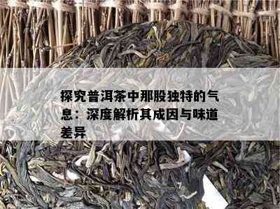 探究普洱茶中那股独特的气息：深度解析其成因与味道差异