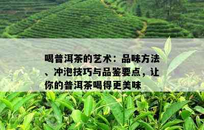 喝普洱茶的艺术：品味方法、冲泡技巧与品鉴要点，让你的普洱茶喝得更美味