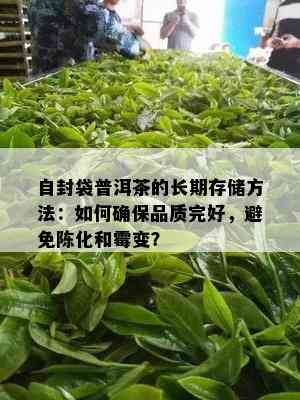 自封袋普洱茶的长期存储方法：如何确保品质完好，避免陈化和霉变？