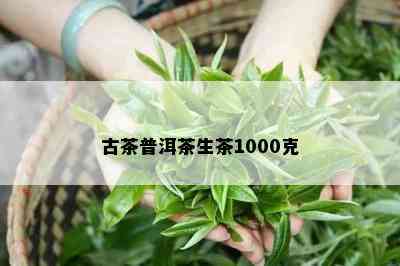 古茶普洱茶生茶1000克