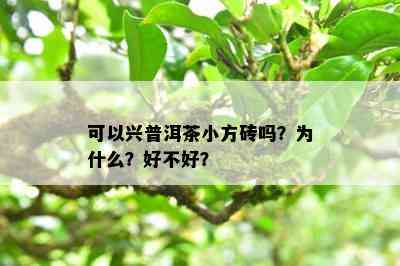 可以兴普洱茶小方砖吗？为什么？好不好？