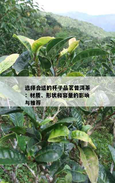 选择合适的杯子品茗普洱茶：材质、形状和容量的影响与推荐