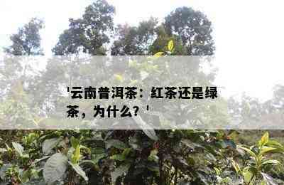 '云南普洱茶：红茶还是绿茶，为什么？'