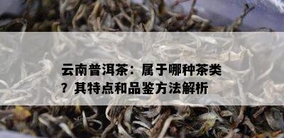 云南普洱茶：属于哪种茶类？其特点和品鉴方法解析