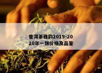 普洱茶雅韵2019-2020年一饼价格及品鉴