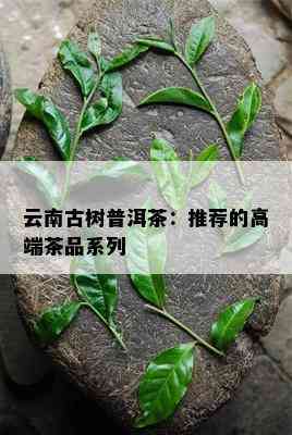 云南古树普洱茶：推荐的高端茶品系列